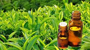Chiết xuất Trà Xanh / Green Tea Extract